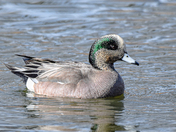 Male American Wigeon