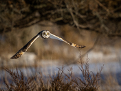 Short Eared Owl
