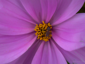 Nature Within Nature