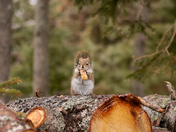 will pose for peanuts