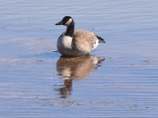 Spring Reflections