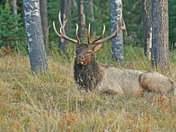 Bull Elk