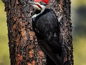 Pileated Woodpecker