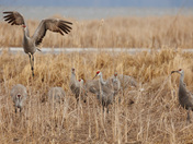 A day with the Sandhill Cranes