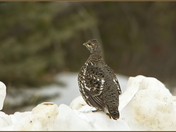 Spruce Grouse