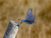 Bluebird Season