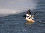 Common Mergansers Take to flight