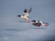 Common Mergansers Take to flight