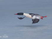 Common Mergansers Take to flight