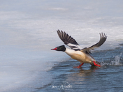 Common Mergansers Take to flight