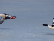 Common Mergansers Take to flight