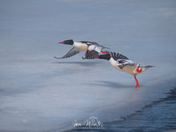 Common Mergansers Take to flight
