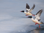 Common Mergansers Take to flight