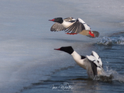Common Mergansers Take to flight
