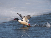 Common Mergansers Take to flight