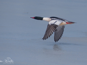 Common Mergansers Take to flight