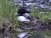 Nesting Loon