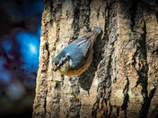 Red-breasted Nuthatch