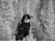 The Raven
