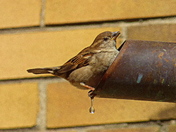 The drip that got away