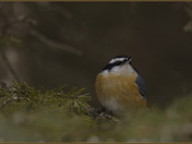 Red-breasted Nuthatch