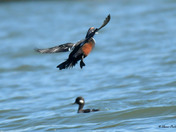 Harlequin Duck