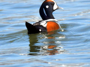 Harlequin Duck