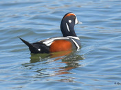 Harlequin Duck