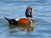 Harlequin Duck