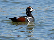 Harlequin Duck