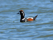 Harlequin Duck