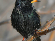 European Starling