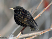 European Starling