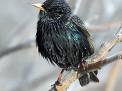 European Starling