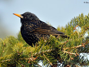 European Starling