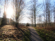 Morning in Green Timbers