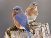 Eastern Bluebirds 