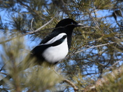 Black Billed Magpie