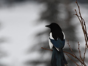 Western Magpie