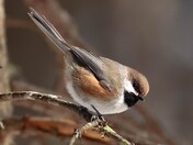 boreal chickadee in algonquin provincial park
