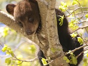 black bear cub taking a break in Riding Mountain National Park