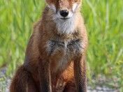 red fox in the yukon
