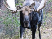 Giant bull moose in Jasper National Park