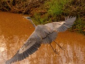 Blue Heron