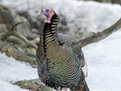 Wild Turkey