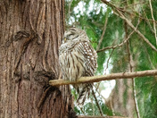 Barred Owl