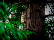 Barred Owl
