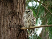 Barred Owl