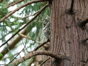 Barred Owl
