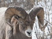 Bighorn.